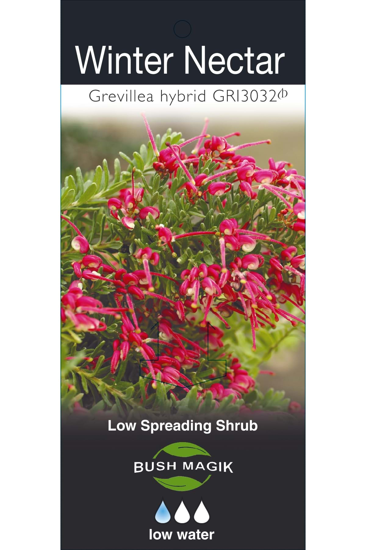 Grevillea Lanigera Hybrid Winter Nectar Label