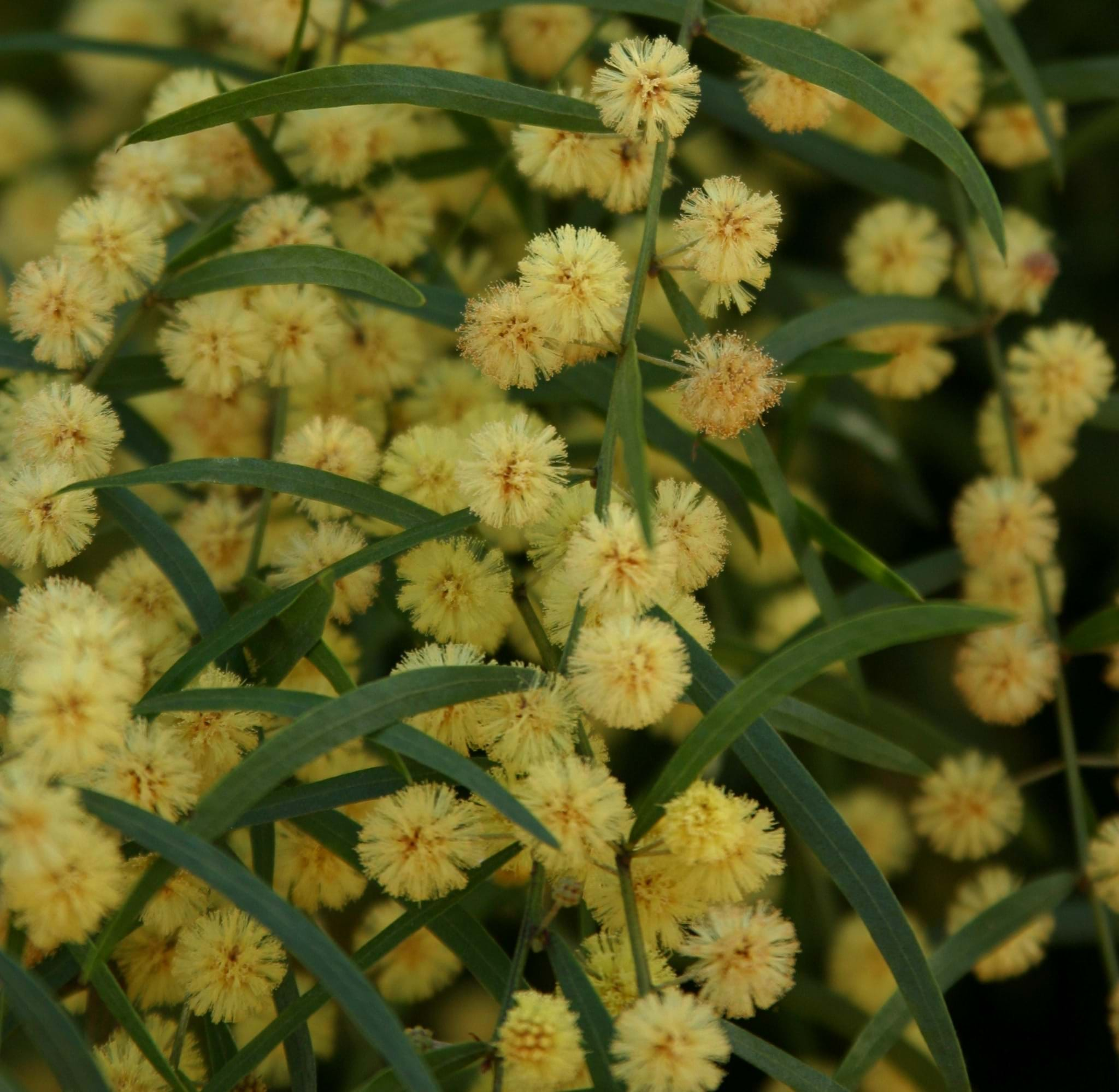 Acacia leprosa low form 'Weeping Cinnamon Wattle' Australian Native Plant