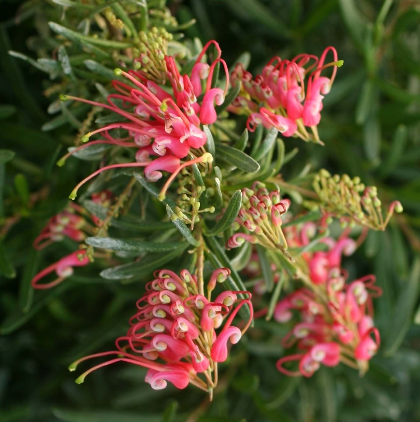 Grevillea obtusifolia hybrid 'Gin Gin Jewel' Australian Native Plant