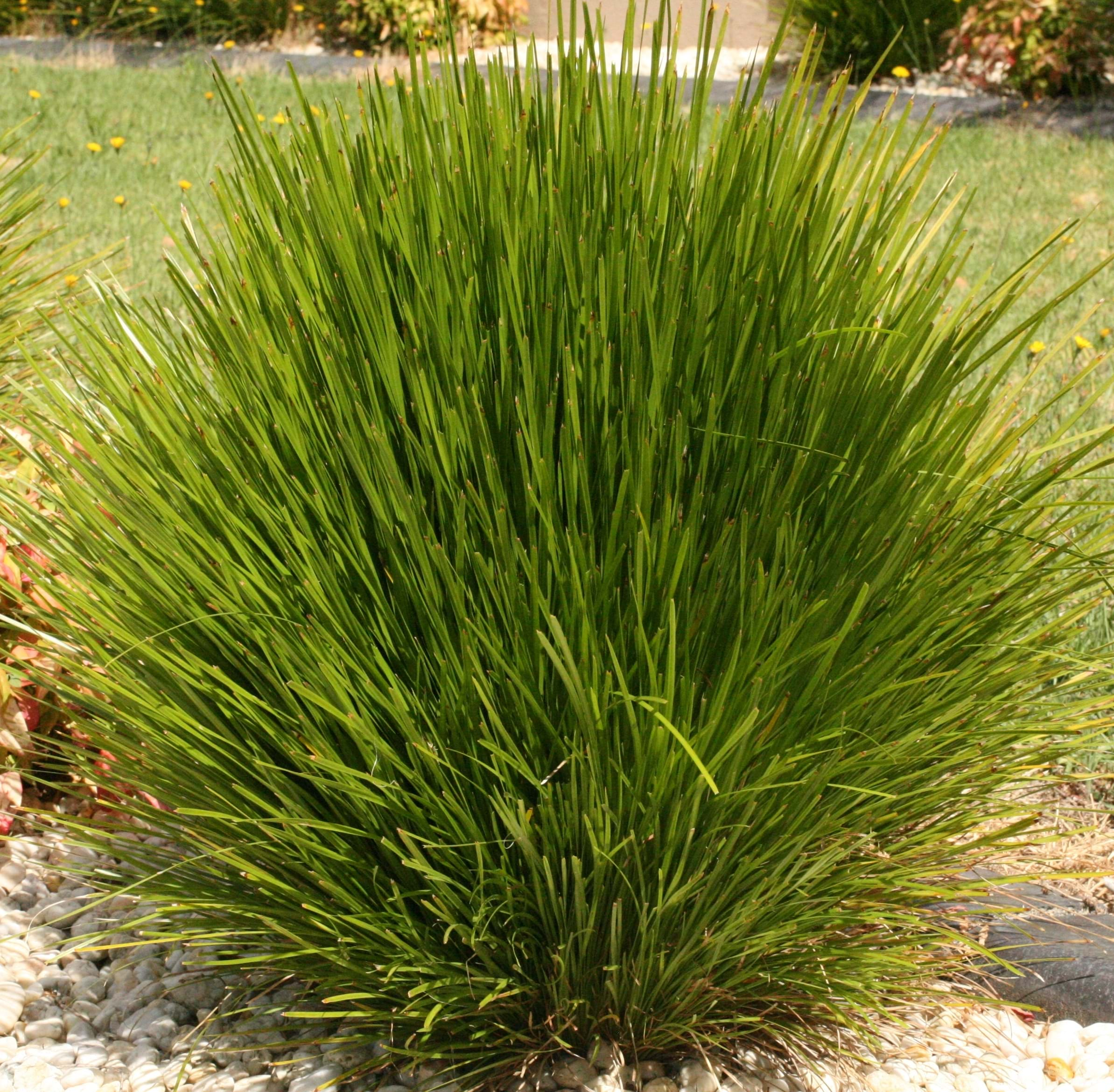 Lomandra confertifolia 'Little Lime' Australian Native Plant