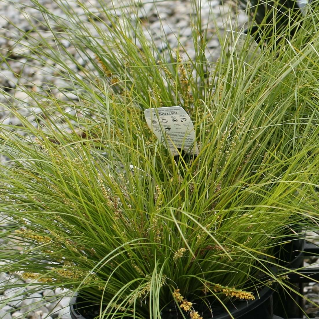 Lomandra confertifolia 'Misty Green' Australian Native Plant