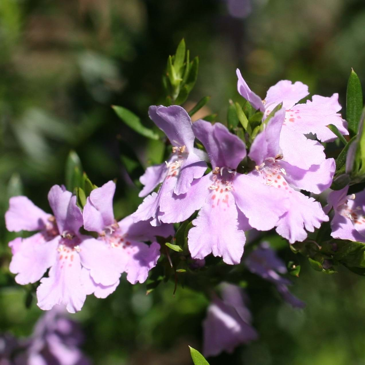 Westringia hybrid 'Mauve Skies' Australian Native Plant