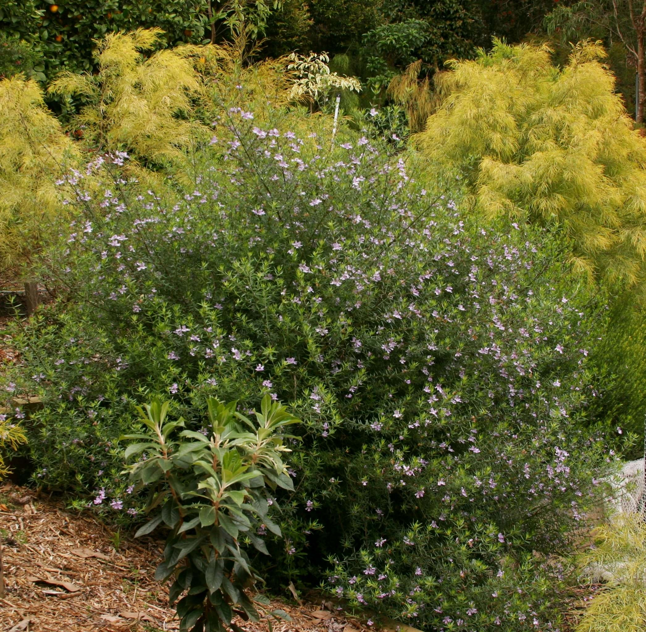 Westringia hybrid 'Violet Skies' Australian Native Plant